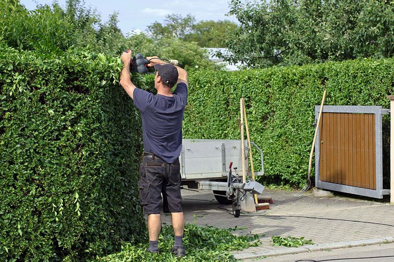 Hecke schneiden in KUfstein